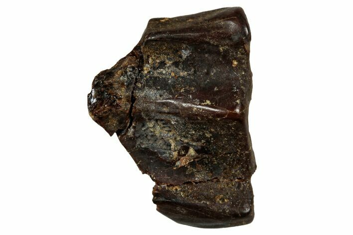 Fossil Dinosaur (Triceratops) Shed Tooth - Montana #339753